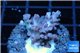 Acropora Fijii full purple 2-3 cm WYSIWYG acclimaté