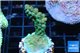Acropora green Australia 3-4 cm WYSIWYG acclimaté