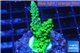 Acropora green 3-4 cm WYSIWYG acclimaté