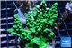 Acropora green Indonesia 7-10 cm WYSIWYG acclimaté