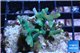 Acropora jacquelinae golden tip 2-4 cm WYSIWYG acclimaté