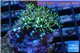 Pachyclavularia green 2-4 cm WYSIWYG acclimaté
