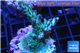 Acropora green purple 3-5 cm WYSIWYG acclimaté