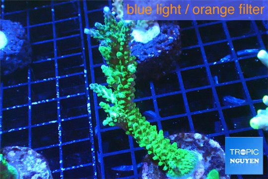 Acropora green & blue tip 5-6 cm WYSIWYG acclimaté