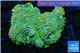 Echinophyllia green gold 3-4 cm WYSIWYG acclimaté