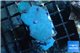 Discosoma blue avatar 3-4 polyps WYSIWYG acclimaté