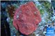 Echinophyllia red fire 4-5 cm WYSIWYG acclimaté