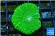 Scolymia australis green 3-6 cm WYSIWYG acclimaté