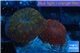 Discosoma red buttons blue & Discosoma dark red buttons blue 2 polyps WYSIWYG acclimaté