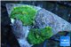 Rhodactis green 2 polyps WYSIWYG acclimaté