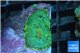 Rhodactis green 1 polyp WYSIWYG acclimaté