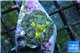 Rhodactis tricolor 1 polyp WYSIWYG acclimaté