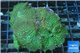 Rhodactis green 8-12 cm WYSIWYG acclimaté
