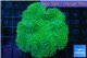 Sarcophyton green body long polyps 7-10 cm WYSIWYG acclimaté