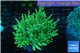 Sinularia flexibilis greeny 7-11 cm WYSIWYG acclimaté