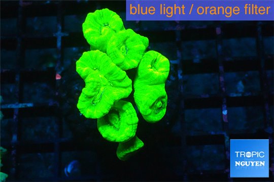 Caulastrea neon green 7-9 polyps WYSIWYG acclimaté