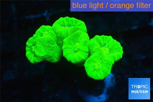 Caulastrea neon green 5-6 polyps WYSIWYG acclimaté