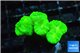 Caulastrea neon green 5-6 polyps WYSIWYG acclimaté