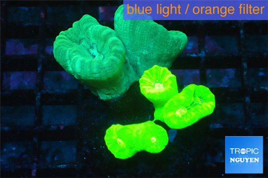 Caulastrea green + Caulastrea neon green 8-10 polyps WYSIWYG acclimaté