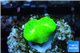 Caulastrea neon green 1 polyp WYSIWYG acclimaté