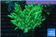 Sinularia flexibilis greeny 8-14 cm WYSIWYG acclimaté
