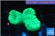 Caulastrea green 3 polyps WYSIWYG acclimaté