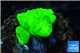 Caulastrea neon green 4 polyps WYSIWYG acclimaté
