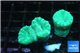 Caulastrea green 2 polyps WYSIWYG acclimaté