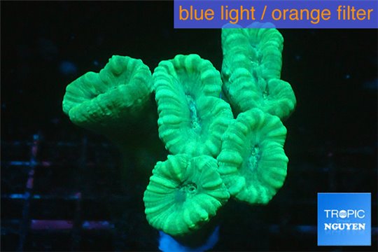 Caulastrea green 5 polyps WYSIWYG acclimaté