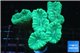 Caulastrea green 5 polyps WYSIWYG acclimaté