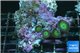 Zoanthus green 4 polyps WYSIWYG acclimaté