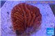 Montipora red purple polyps 2-3 cm WYSIWYG acclimaté