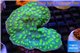 Echinopora lamellosa green spot 5-8 cm WYSIWYG acclimaté