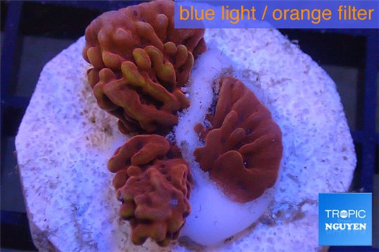 Montipora red purple polyps frags 1-2 cm WYSIWYG acclimaté