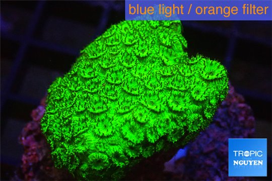 Cyphastrea neon green Australia 2-3 cm WYSIWYG acclimaté