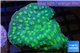 Echinopora lamellosa green spot 4-6 cm WYSIWYG acclimaté