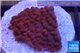 Montipora red purple polyps 2-4 cm WYSIWYG acclimaté