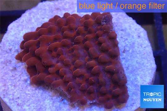 Montipora red purple polyps 2-4 cm WYSIWYG acclimaté