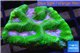 Platygyra green & pink snake 3-4 cm WYSIWYG acclimaté
