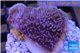 Montipora purple 3-4 cm WYSIWYG acclimaté