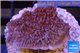 Montipora purple 3-5 cm WYSIWYG acclimaté