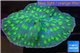 Echinopora lamellosa green spot 4-6 cm WYSIWYG acclimaté