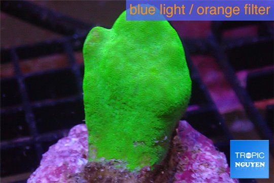 Psammocora neon green 3-5 cm WYSIWYG acclimaté