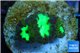 Blastomussa wellsi green gold 3 polyps WYSIWYG acclimaté