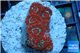 Acanthastrea red 2-4 cm WYSIWYG acclimaté