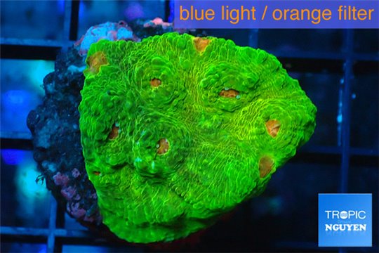 Echinophyllia green & orange spot 3-4 cm WYSIWYG acclimaté