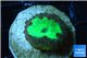 Blastomussa wellsi green gold 2 polyps WYSIWYG acclimaté
