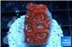 Acanthastrea red 2-4 cm WYSIWYG acclimaté