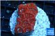 Acanthastrea red 2-3 cm WYSIWYG acclimaté