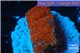 Acanthastrea red 2-3 cm WYSIWYG acclimaté